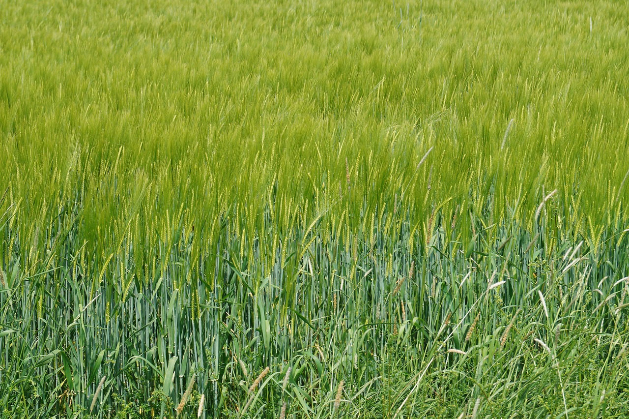 field green meadow free photo