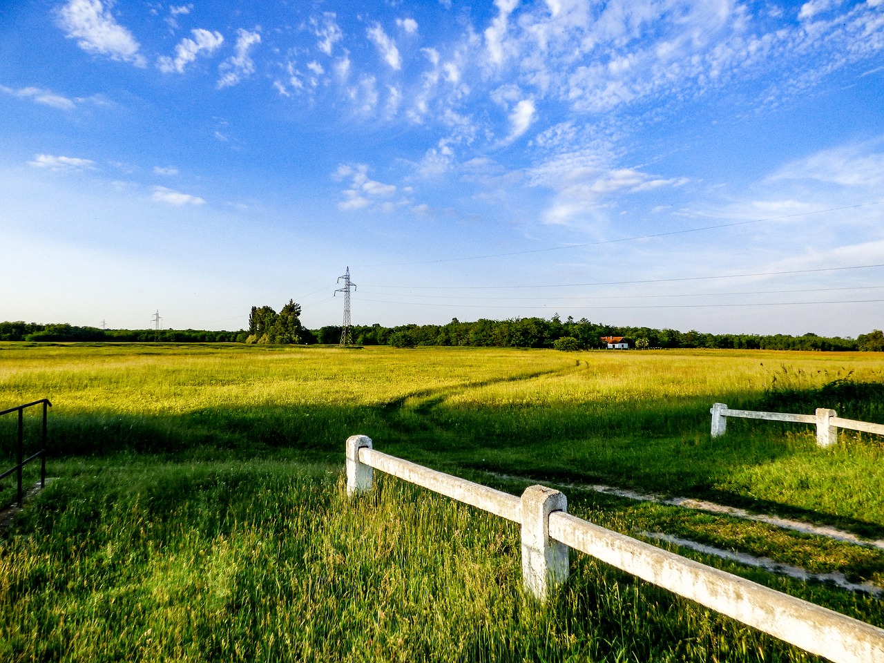 field meadow nature free photo