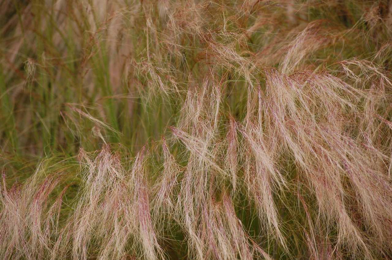 field grass summer free photo