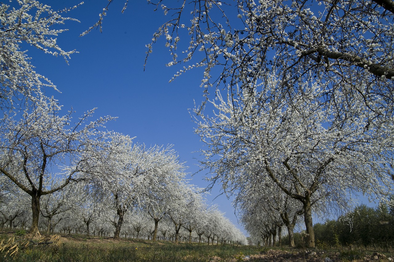 field trees nature free photo