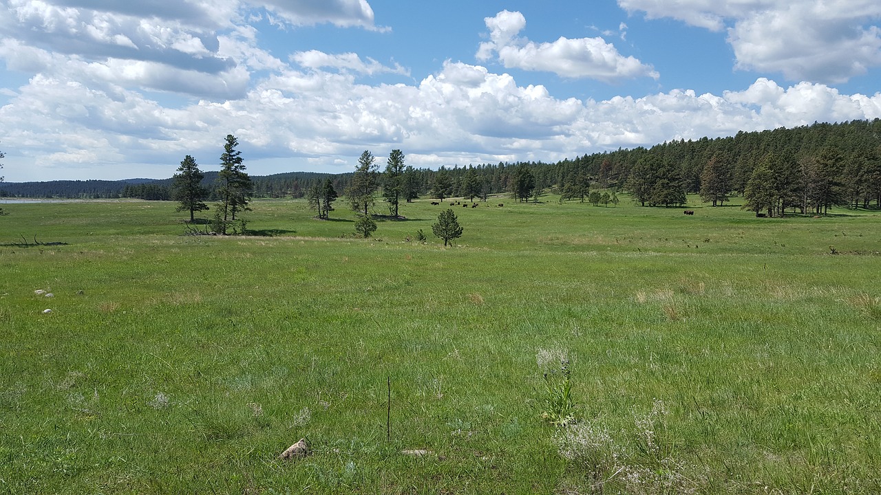 field meadow grass free photo