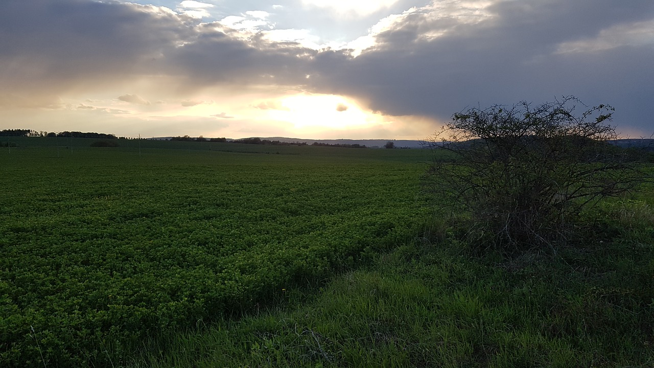 field meadow sun free photo