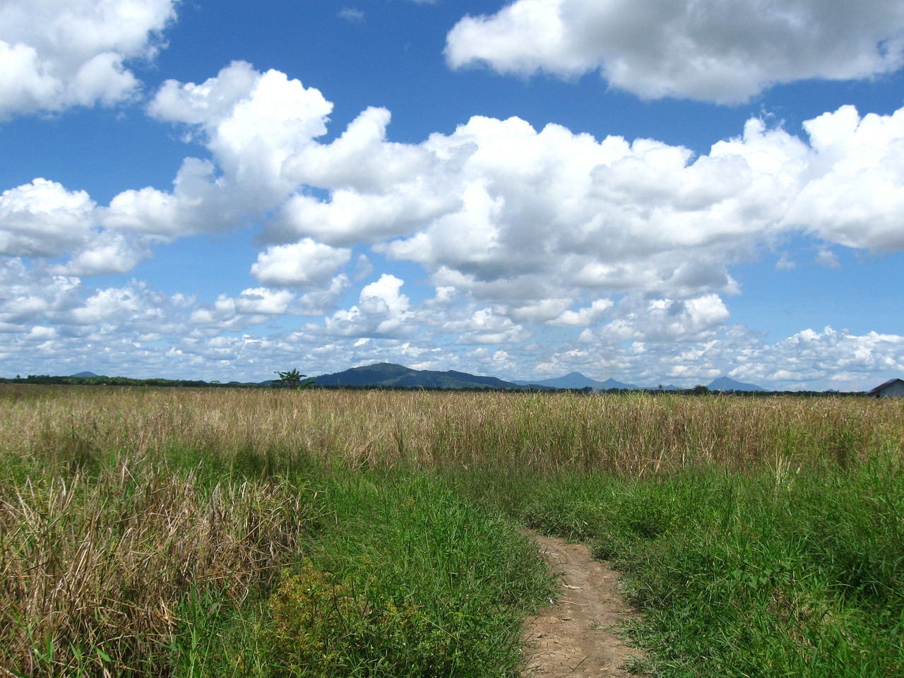 field grass landscape free photo