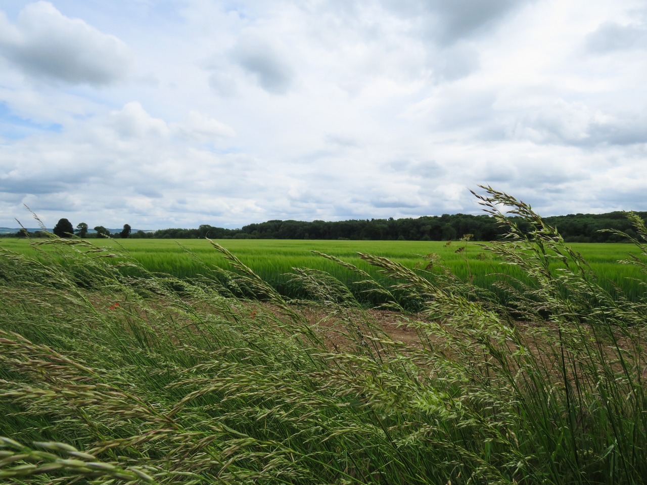 field crops agriculture free photo