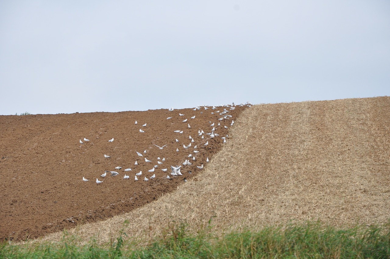 field earth village free photo