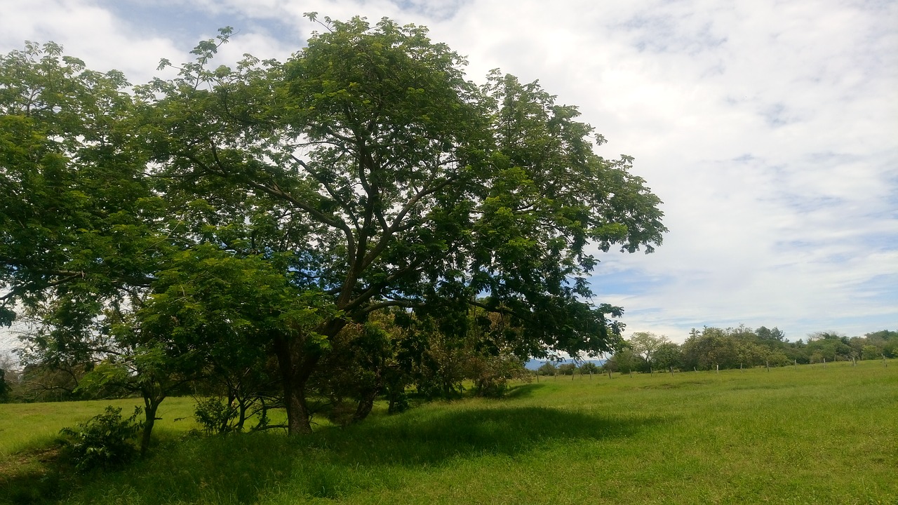 field tree environment free photo