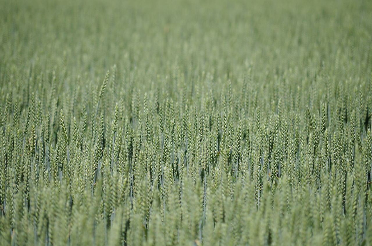 field the grain barley free photo