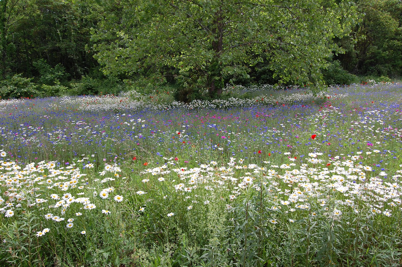 field flowers summer free photo