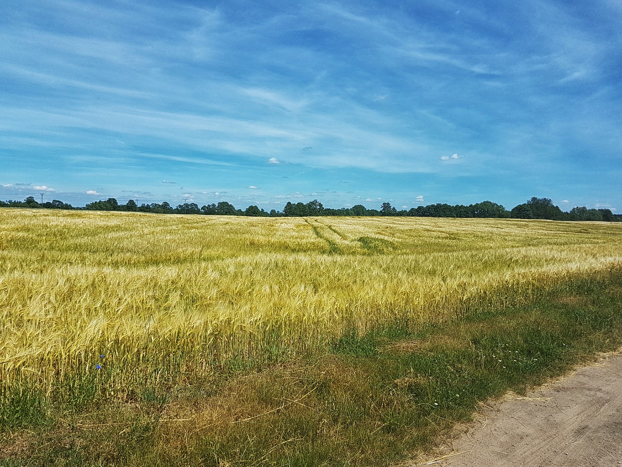 field dirt road landscape free photo