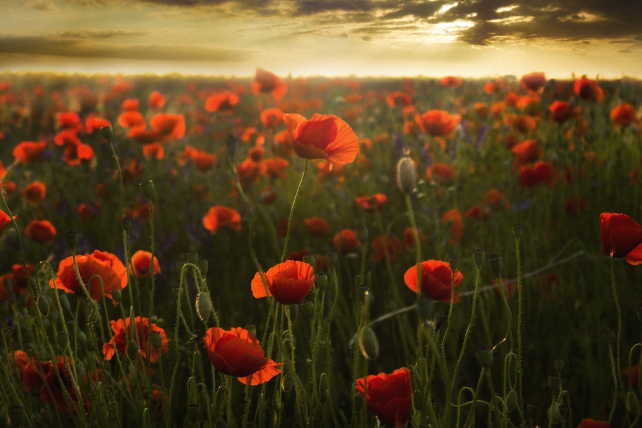 field poppies sunset free photo