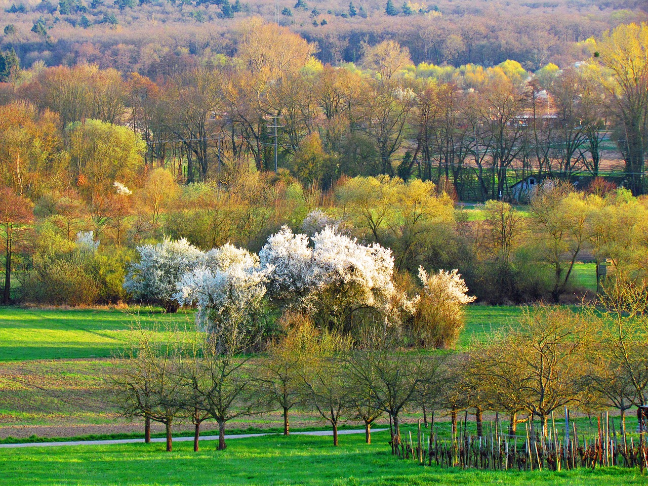 field green nature free photo