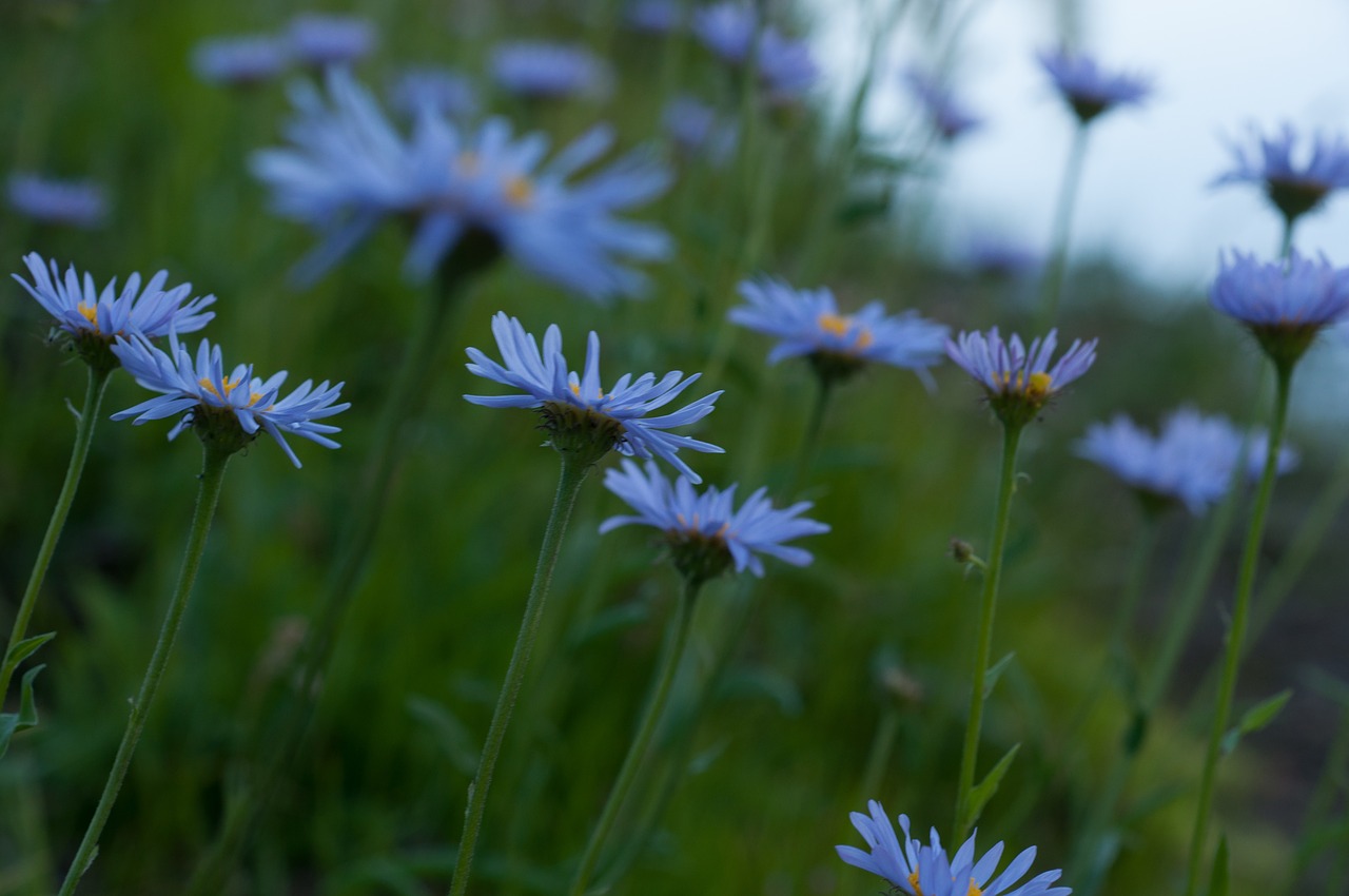 field flower purple free photo