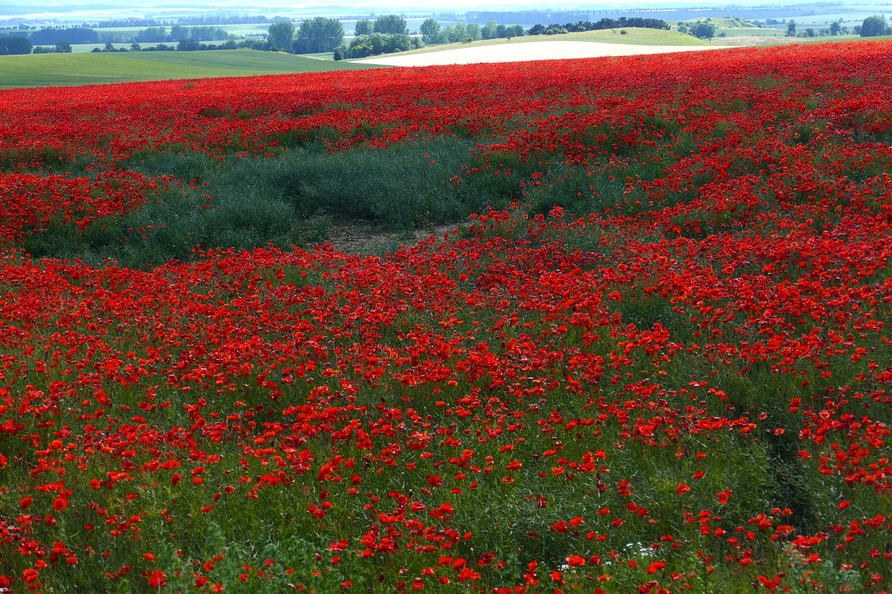 field poppy wild free photo