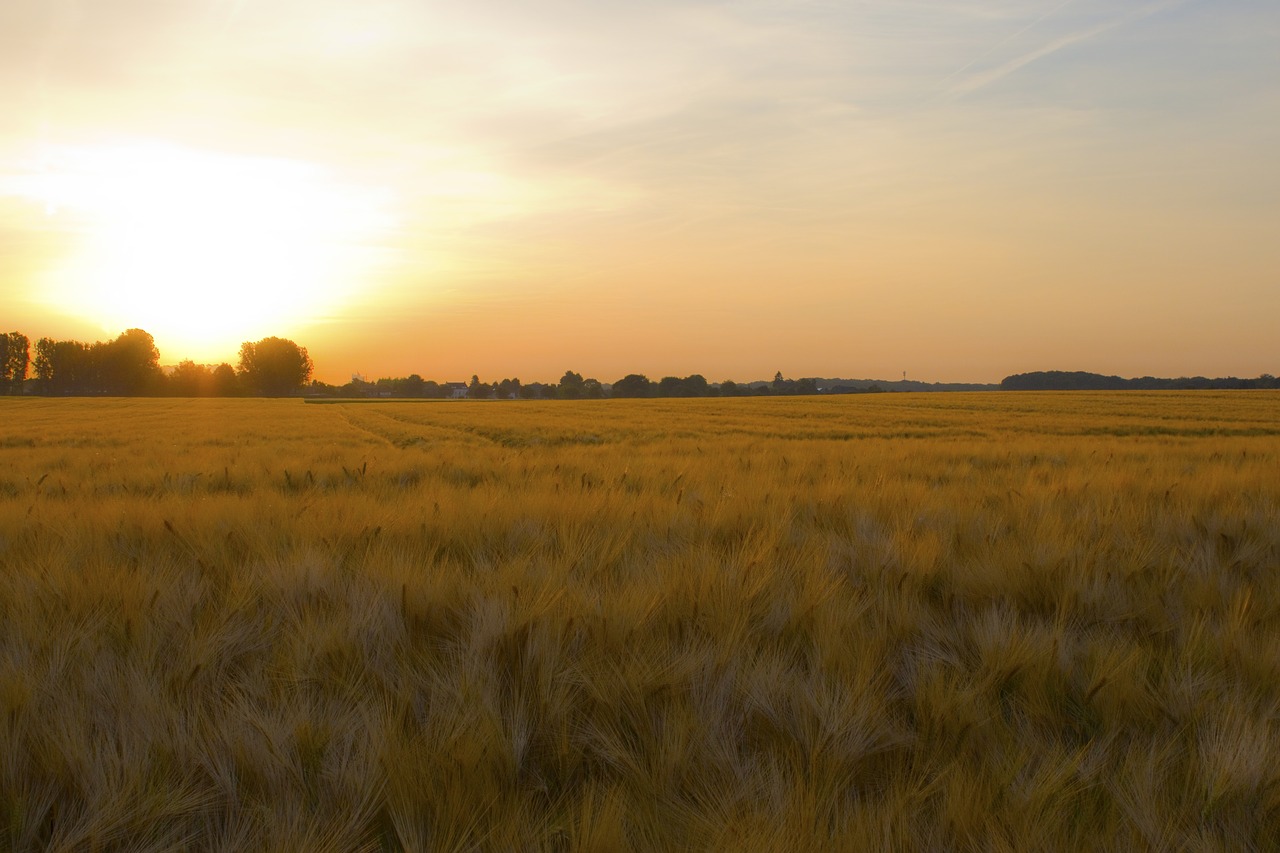 field cornfield sunrise free photo