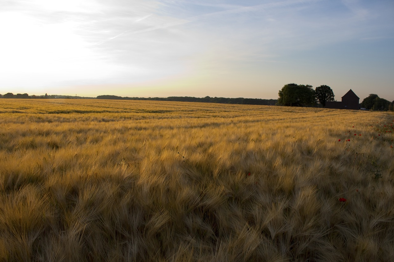 field cereals nature free photo