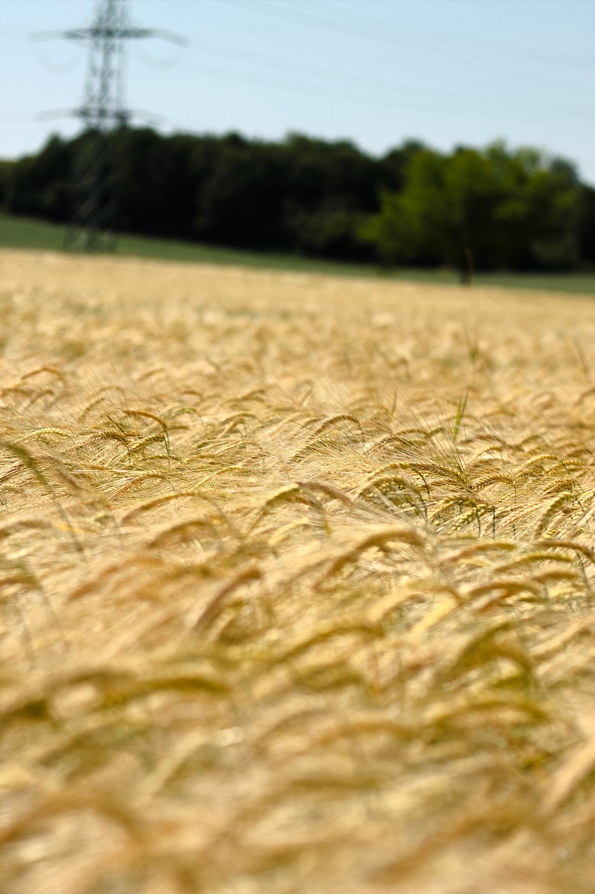 field agriculture cereals free photo