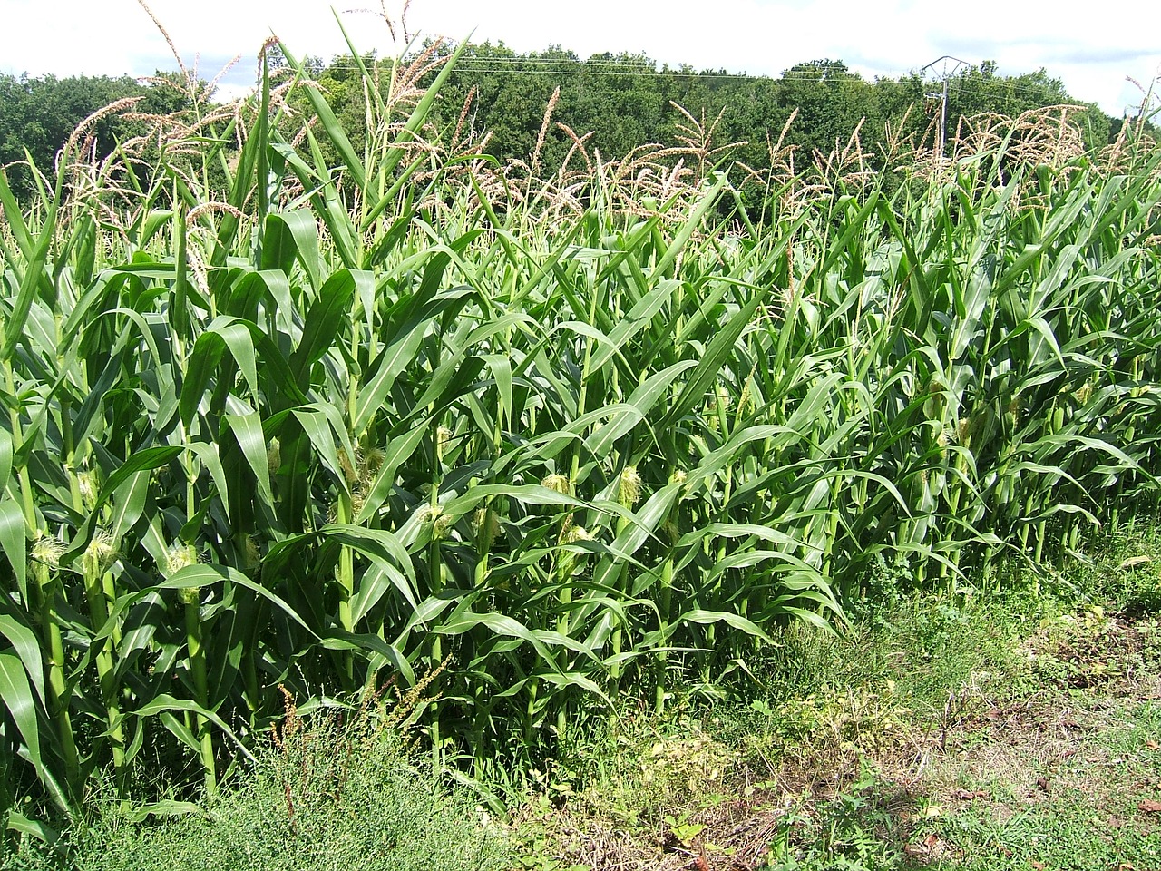 field spikes corn free photo