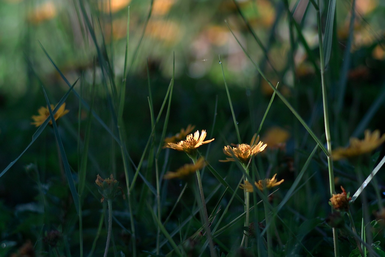 field beauty nature free photo