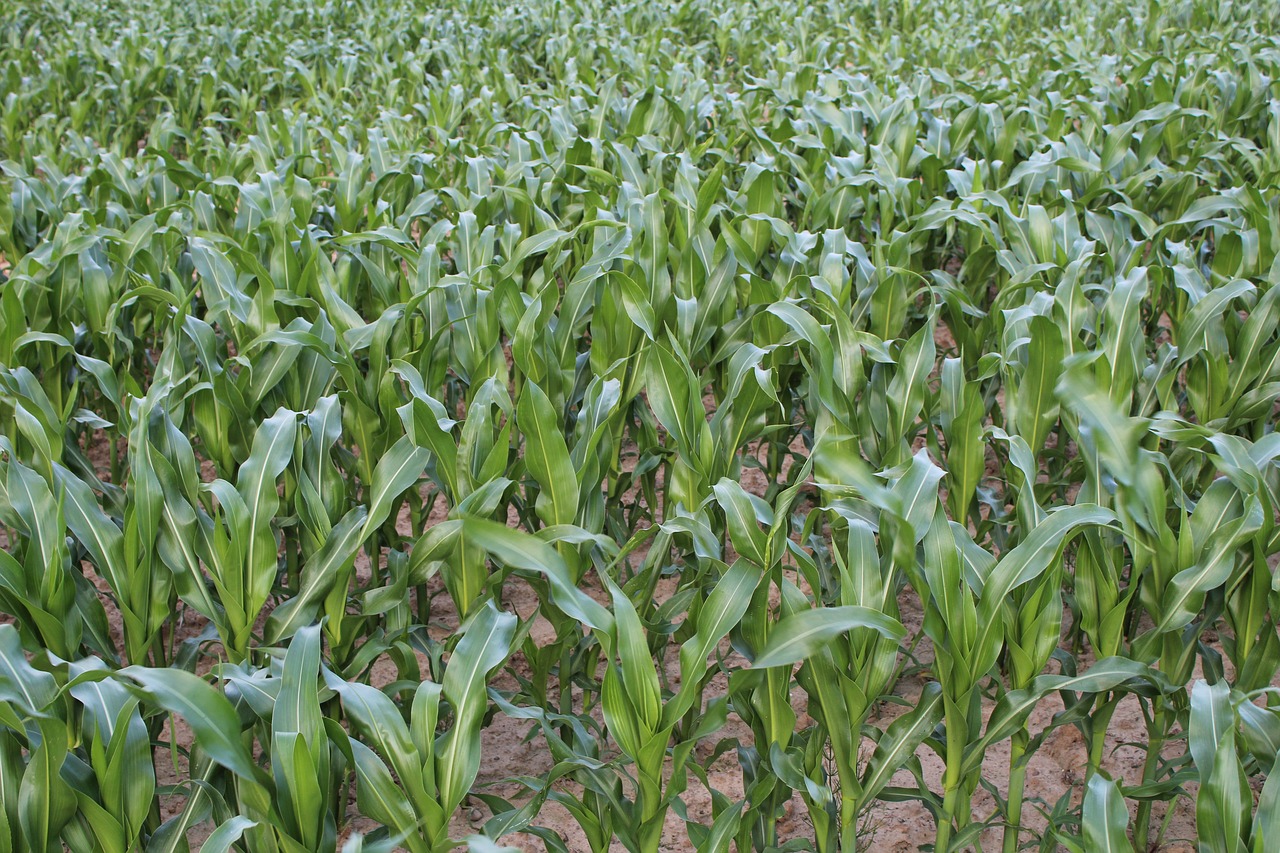 field corn a field of corn free photo