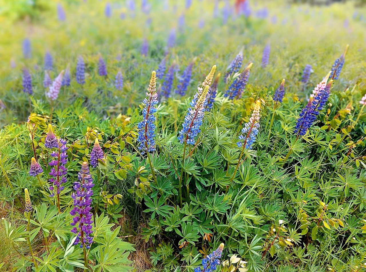 field meadow spring free photo