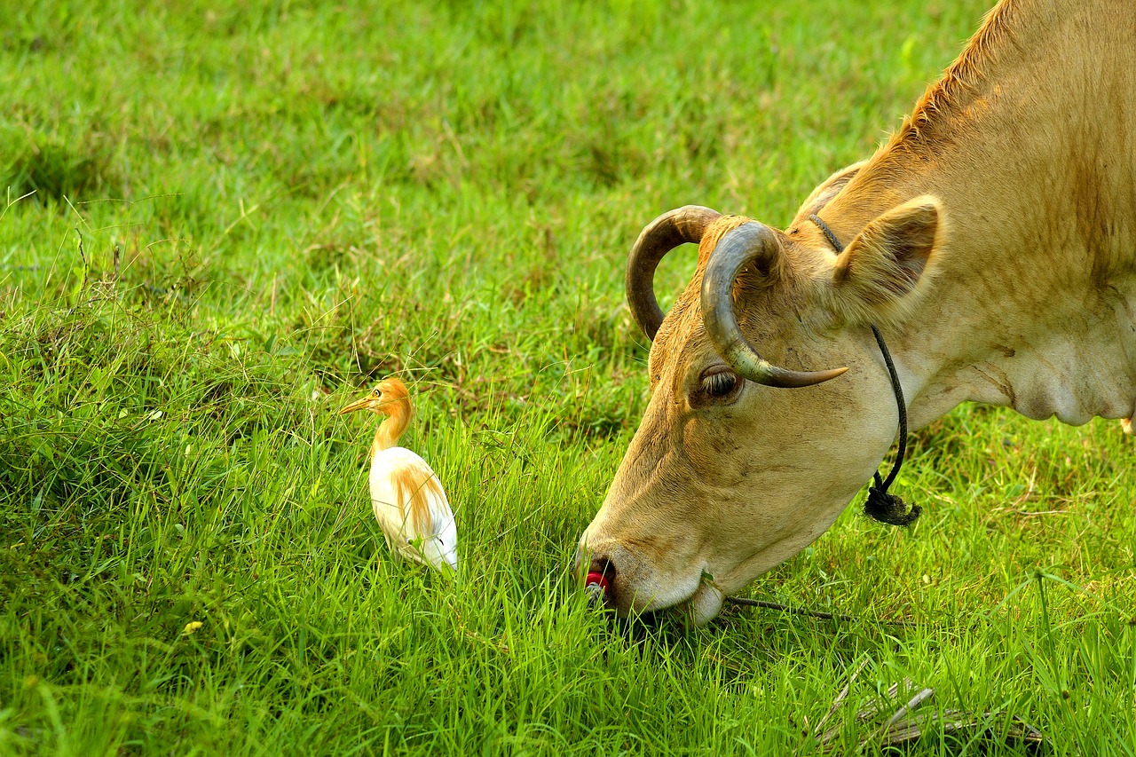 field grass nature free photo