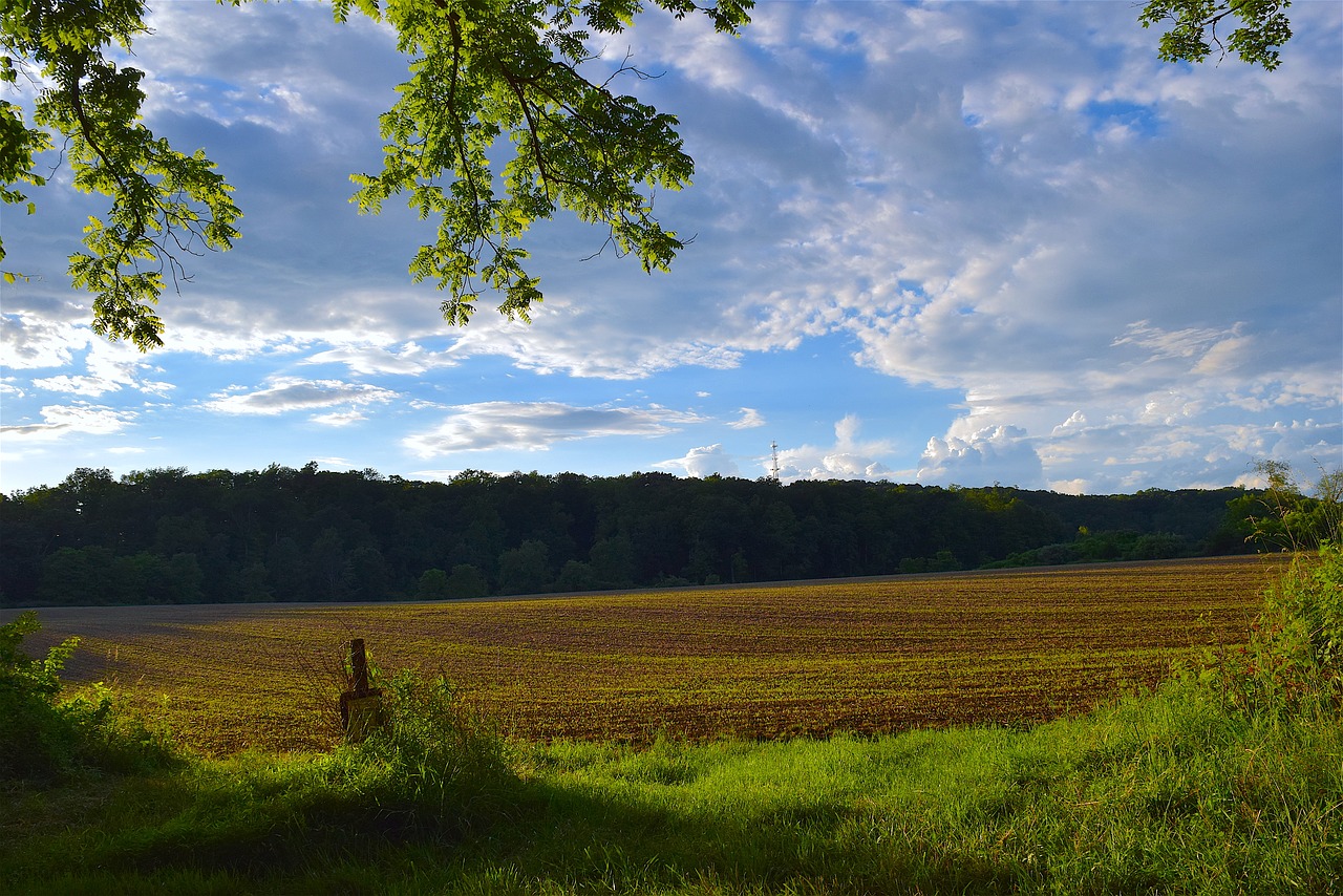 field sunset lighting free photo