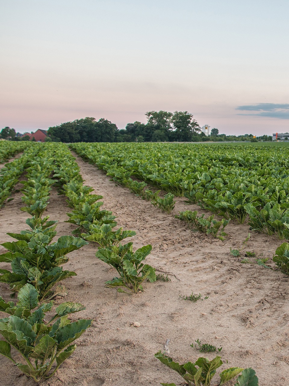 field arable kohl free photo