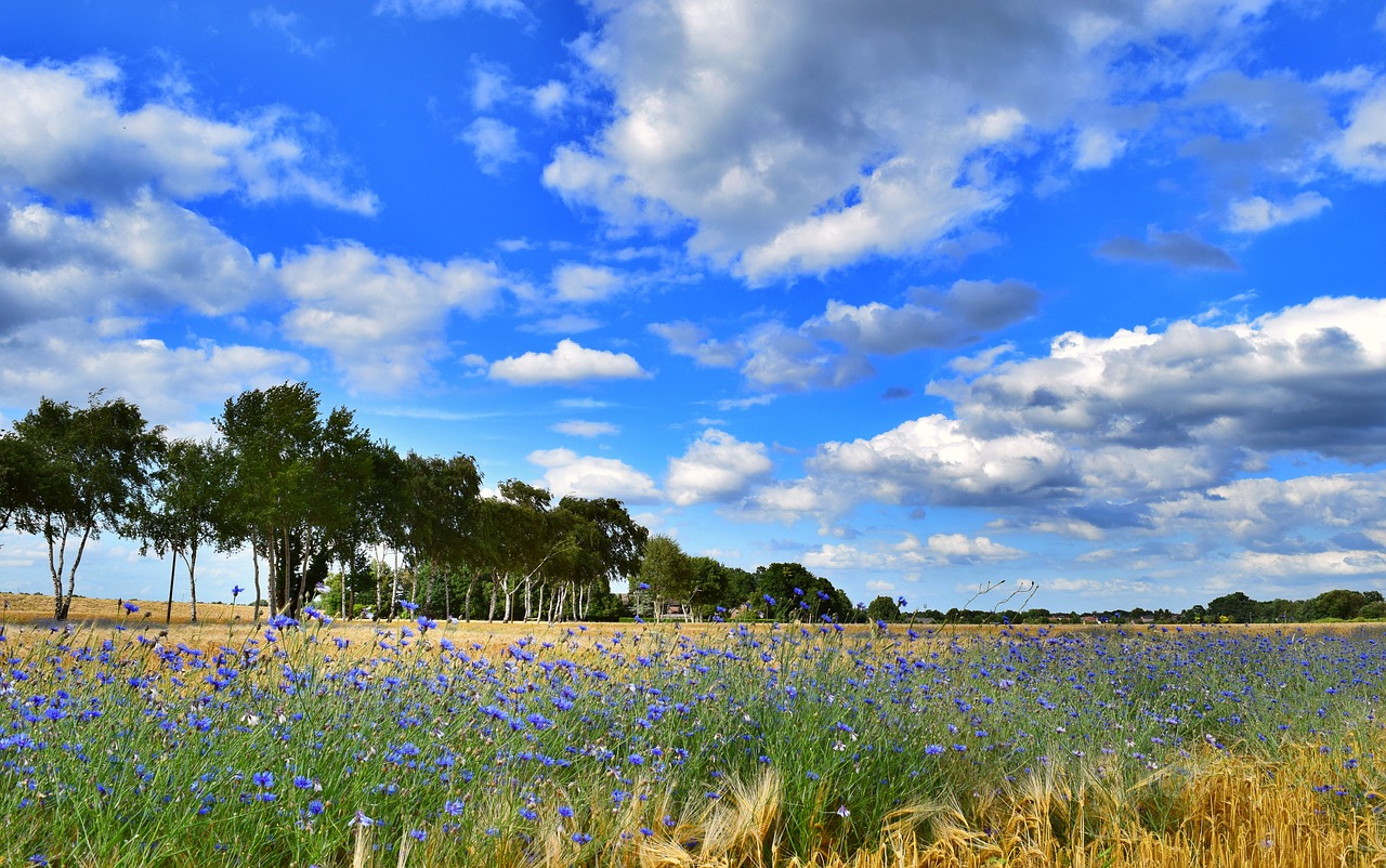 field trees sky free photo