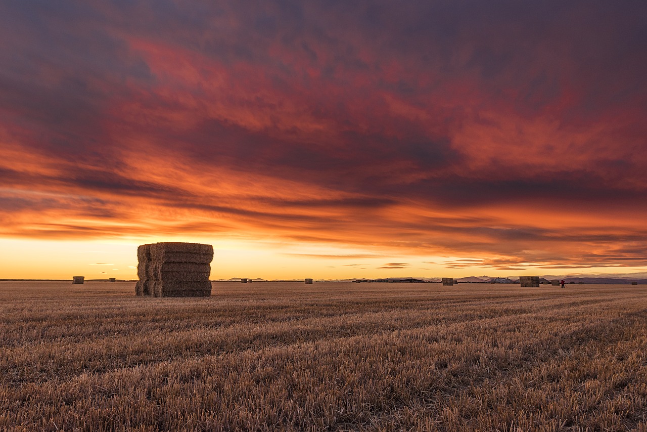 field agriculture harvest free photo