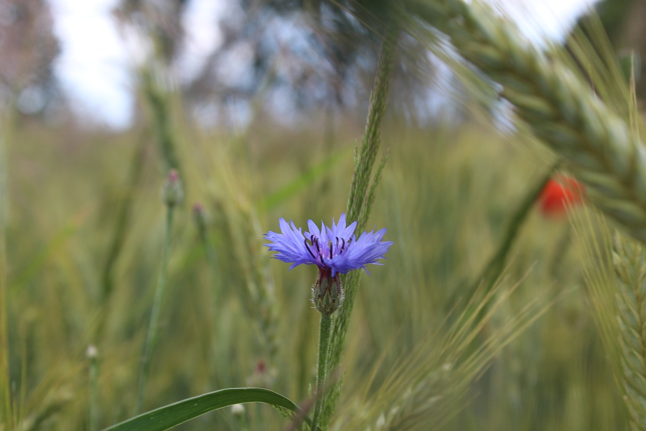 field meadow nature free photo