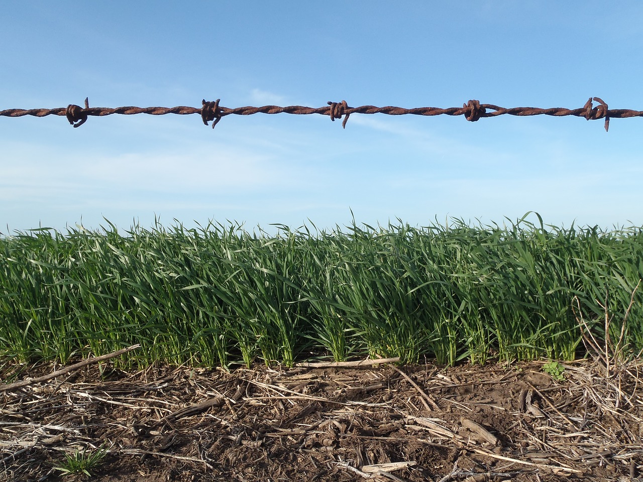 field agro agriculture free photo