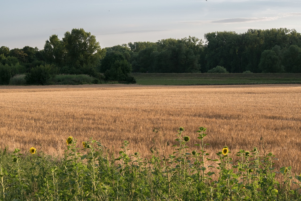 field wheat trees free photo