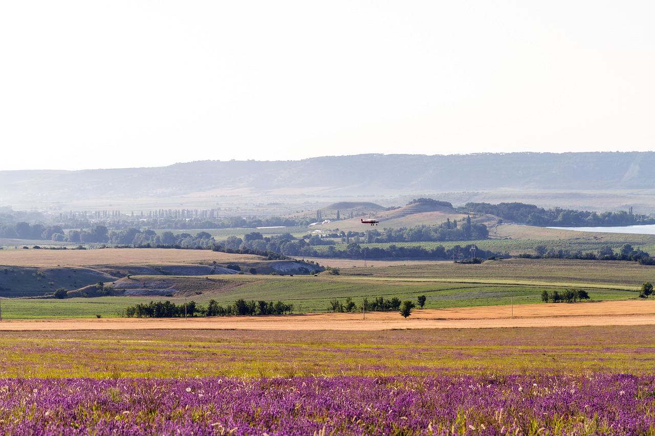 field lavender bloom free photo