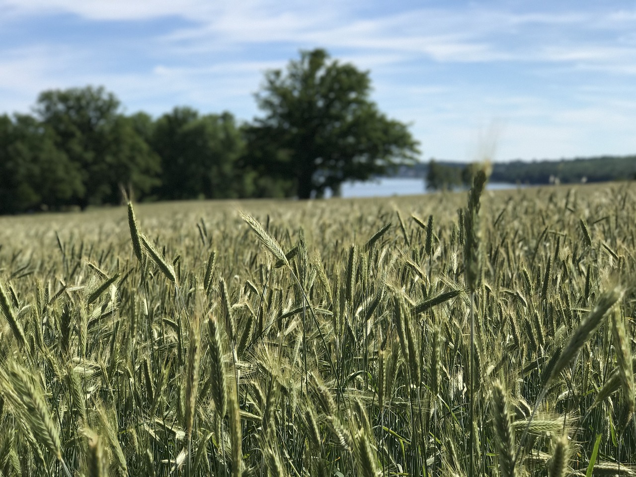 field green agriculture free photo