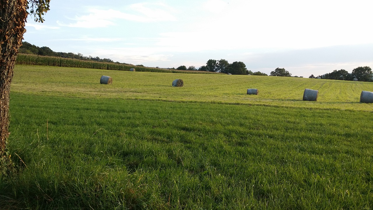 field haystacks june free photo