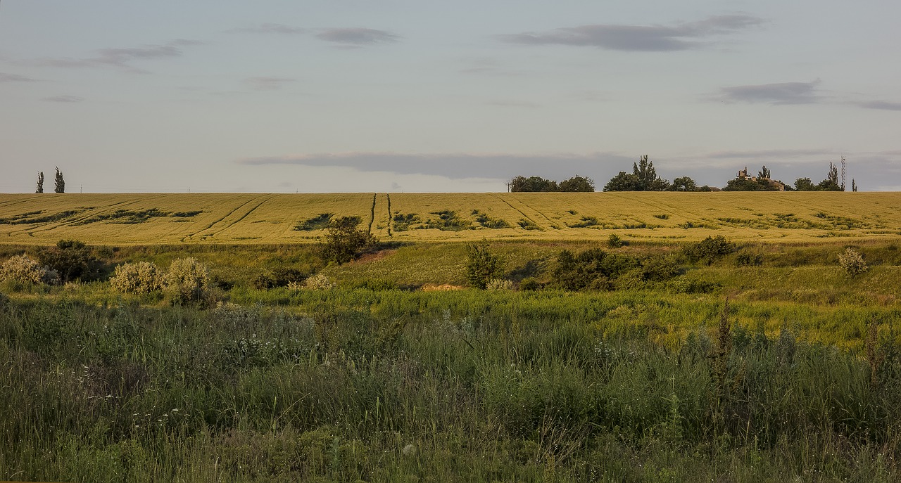 field grass meadow free photo