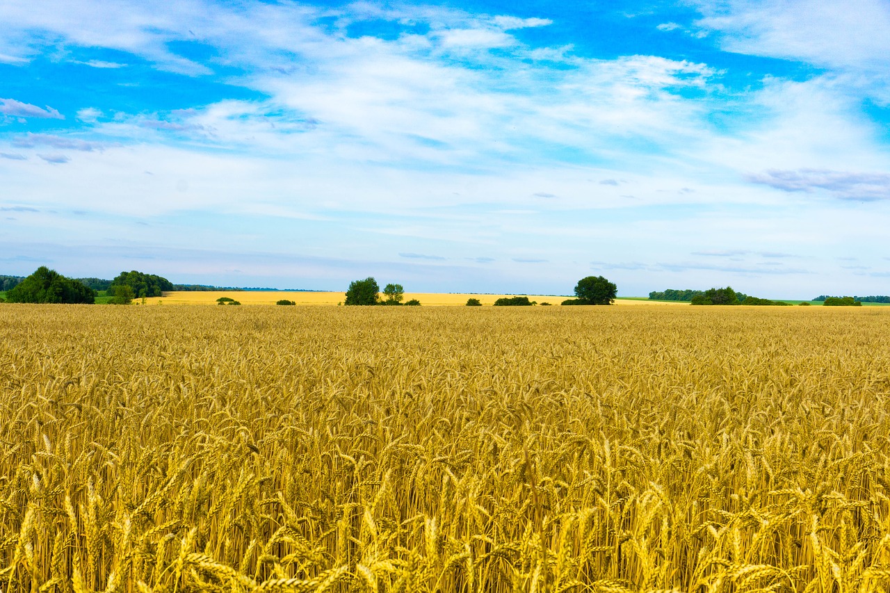 field wheat sky free photo