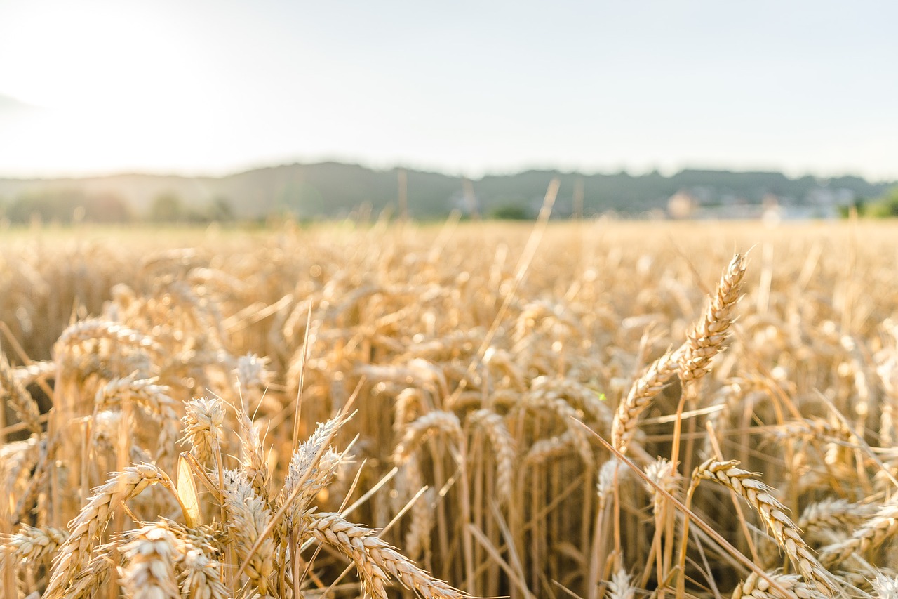 field sun summer free photo