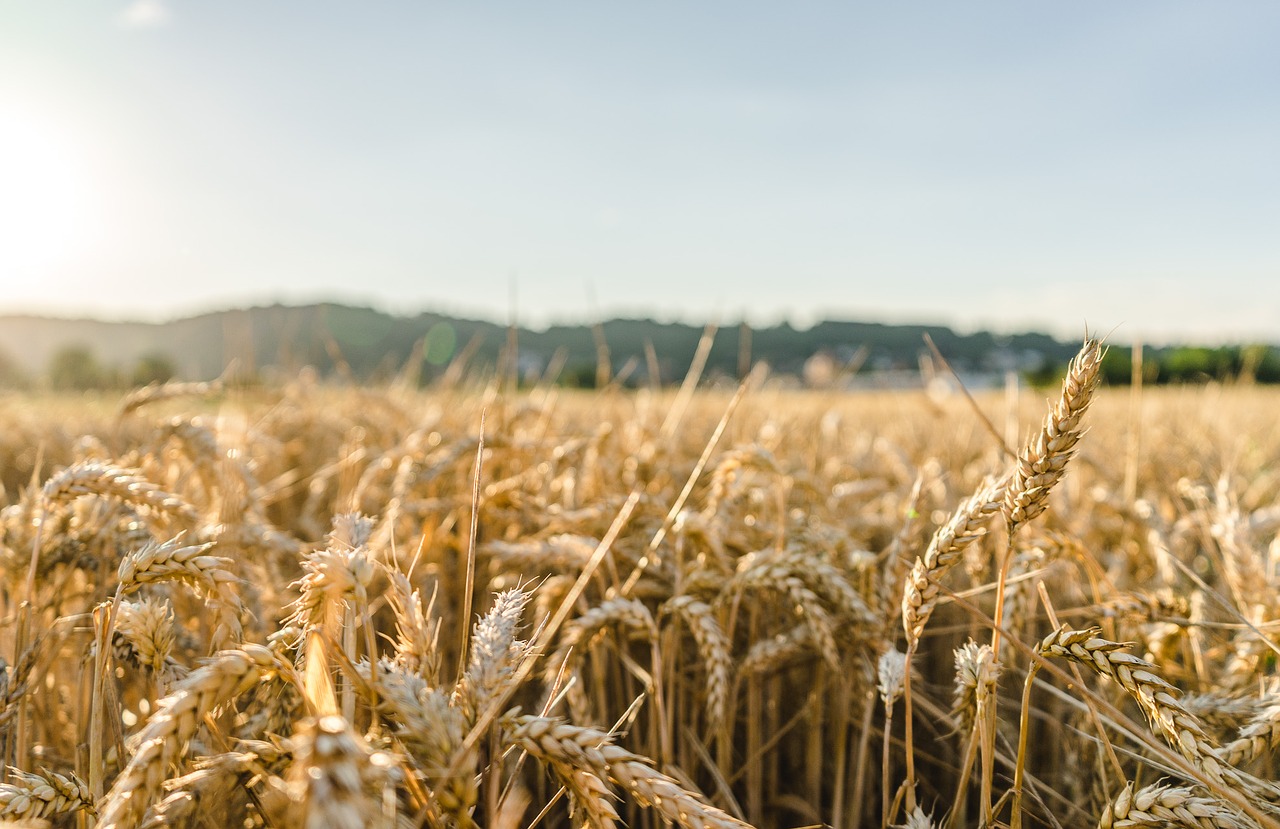 field sun summer free photo