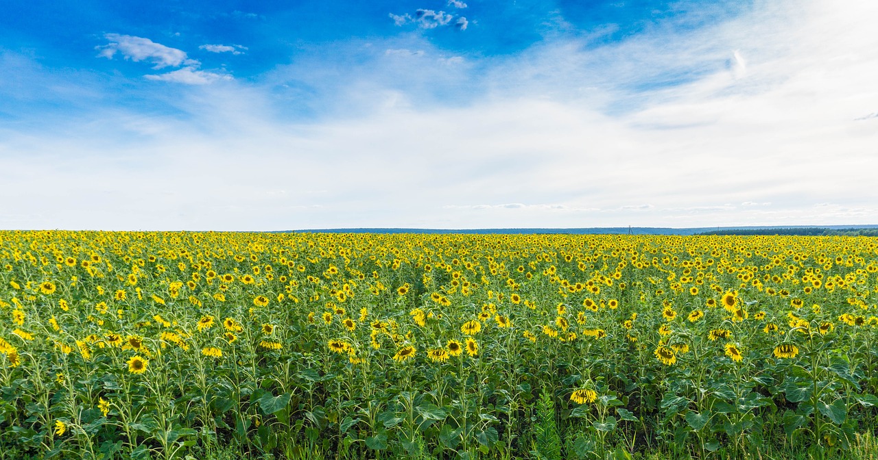 field sunflowers nature free photo