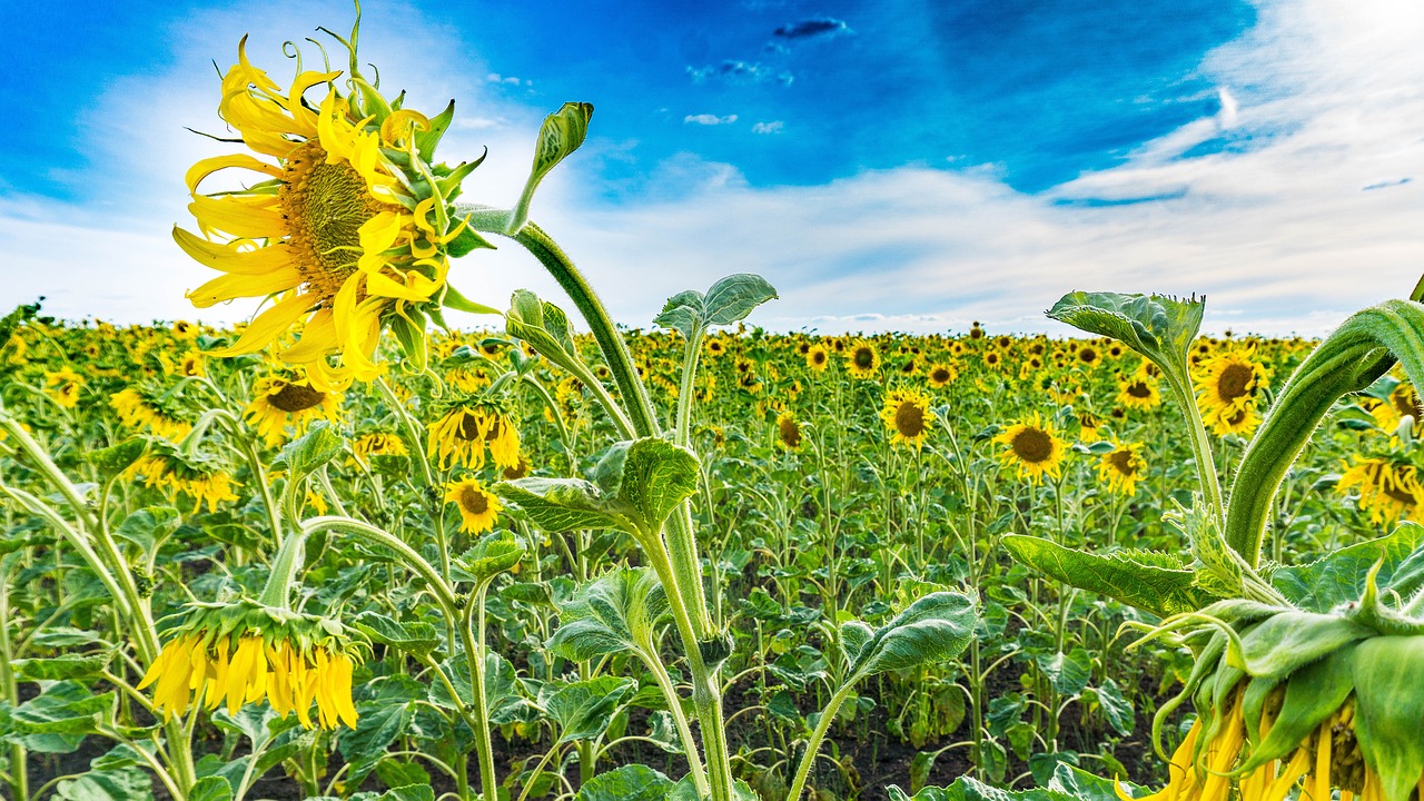 field sunflowers nature free photo