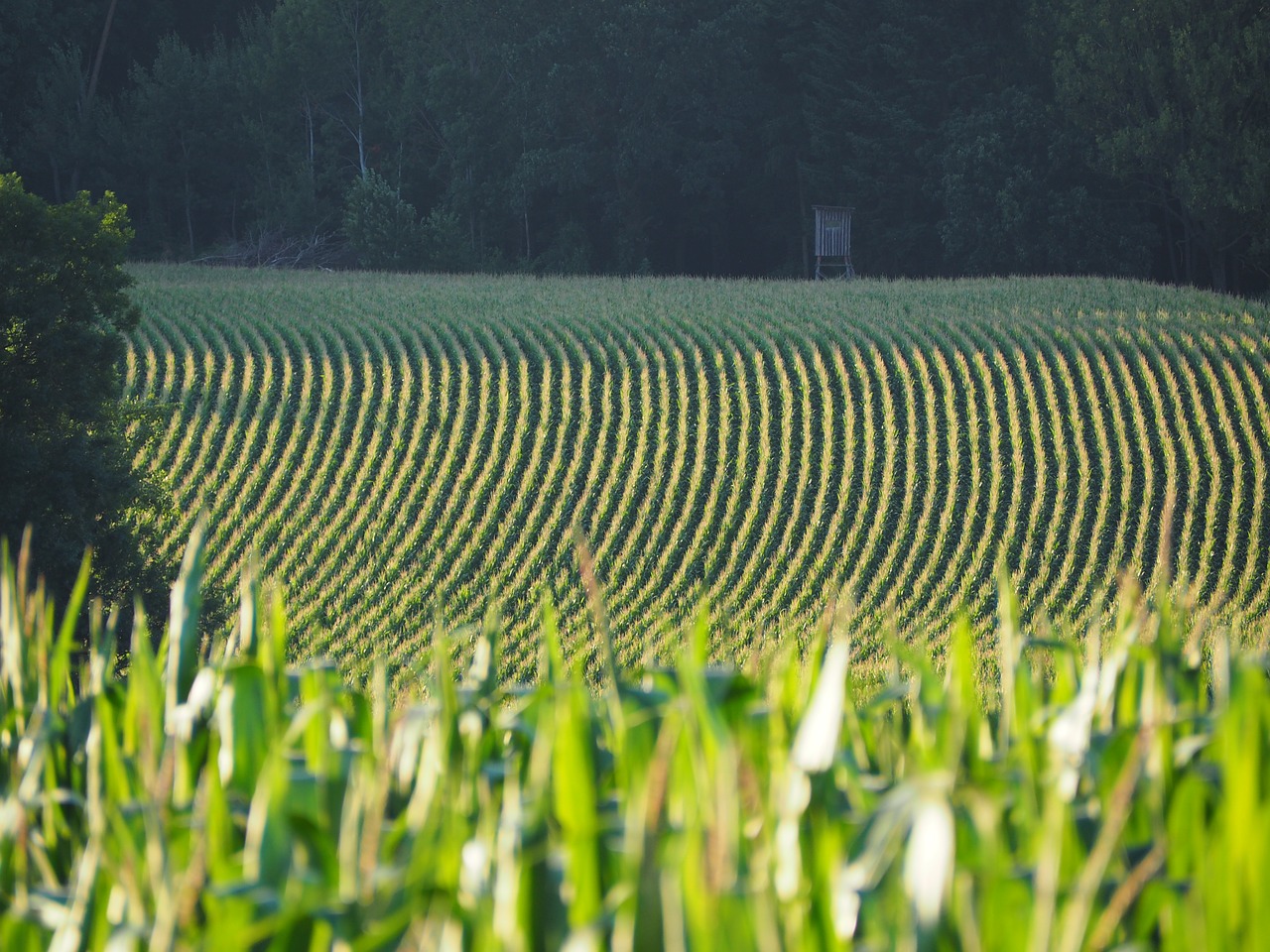 field agriculture nature free photo