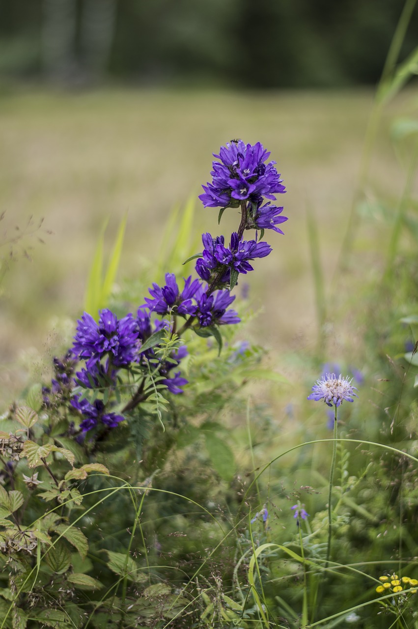 field field flowers nature free photo