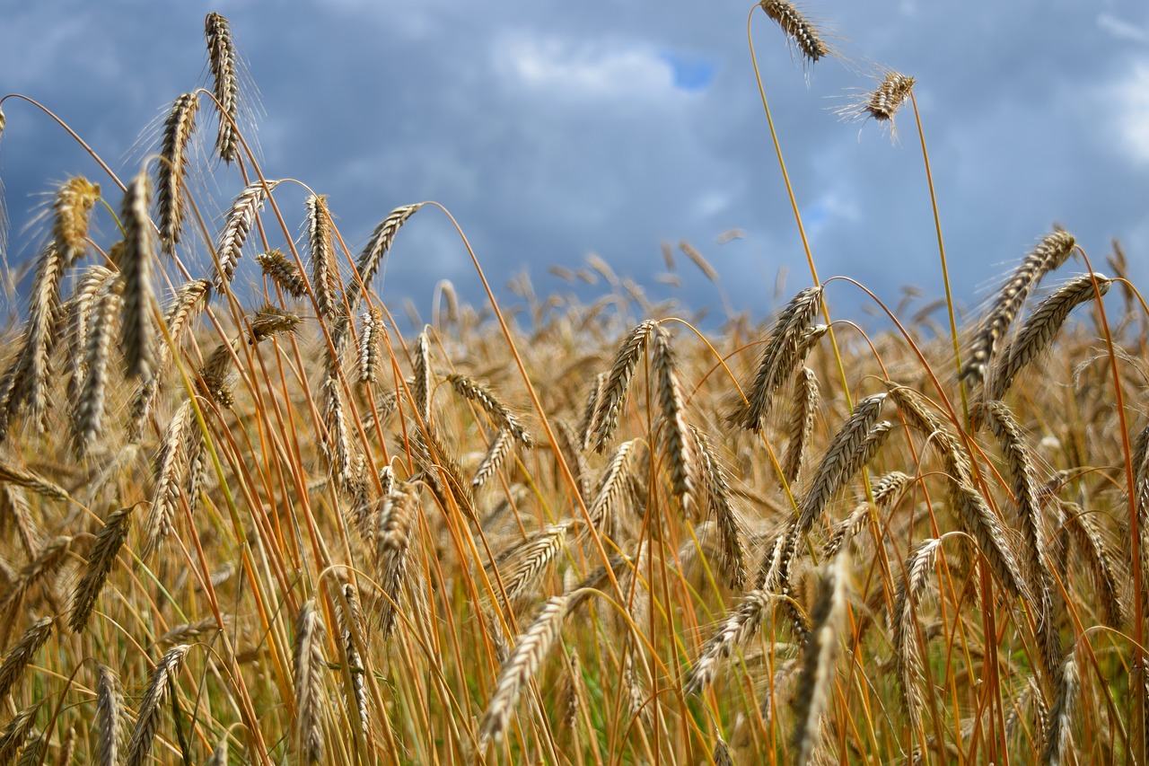field barley field cereals free photo