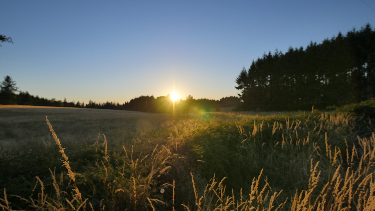 field sunset yellow free photo