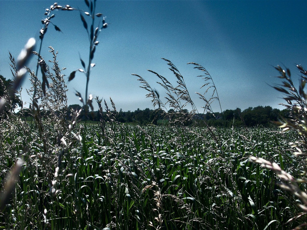 field summer sky free photo