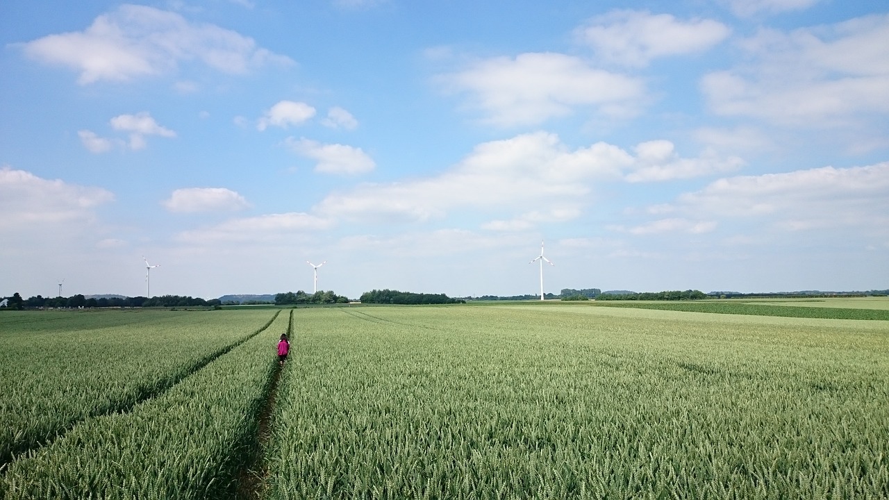 field wheat germany free photo