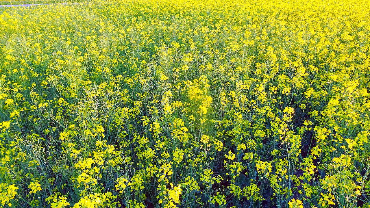 field colza nature free photo