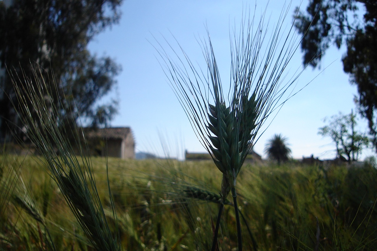 field spikes nature free photo