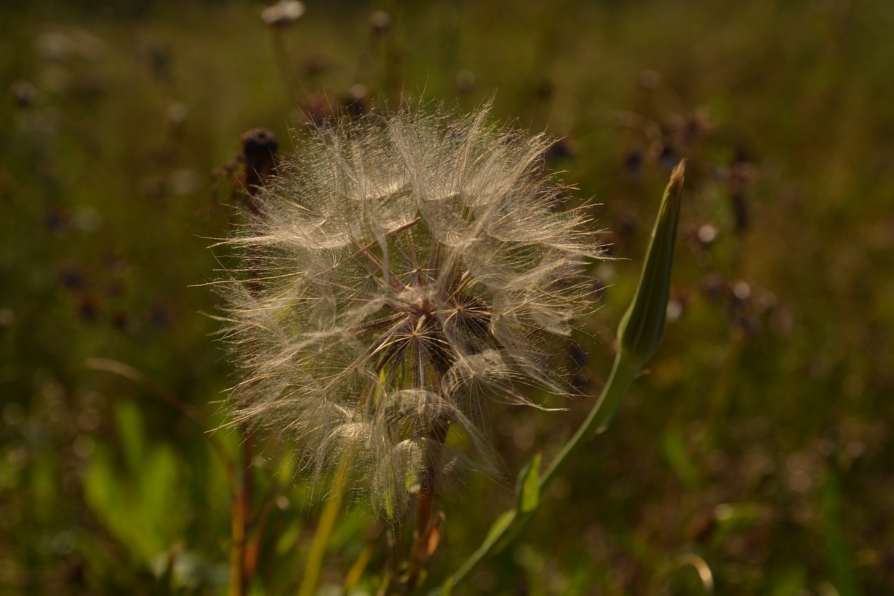 field dandelion green free photo